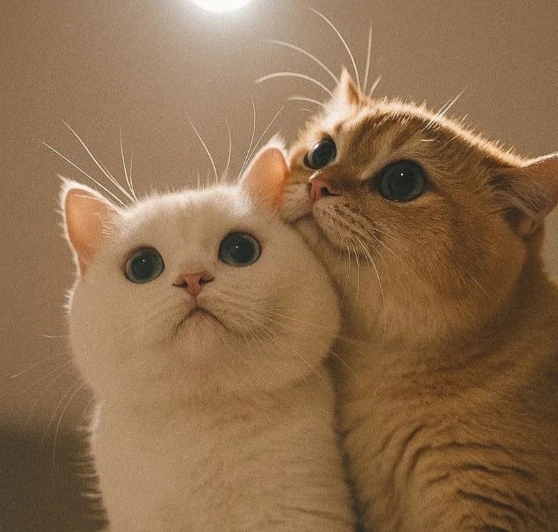 avatar đôi vô tri mèo 1