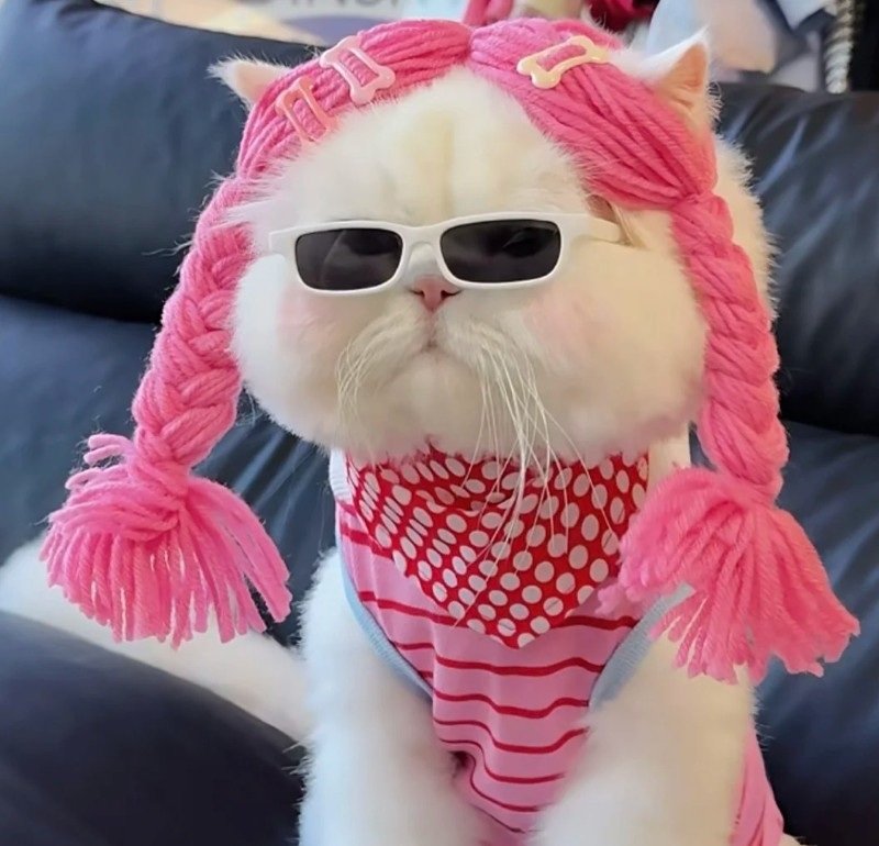 avatar đôi vô tri mèo 4