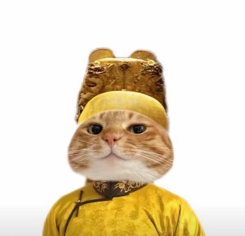 avatar đôi vô tri mèo 6