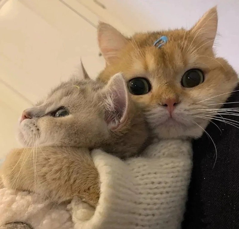 avatar đôi vô tri mèo 8