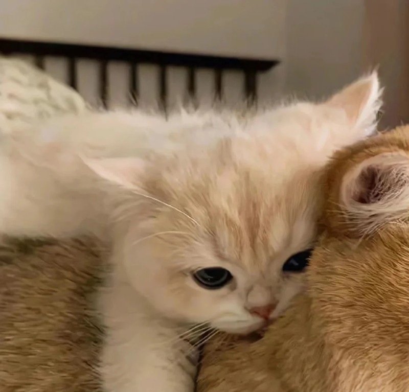 avatar đôi vô tri mèo 9