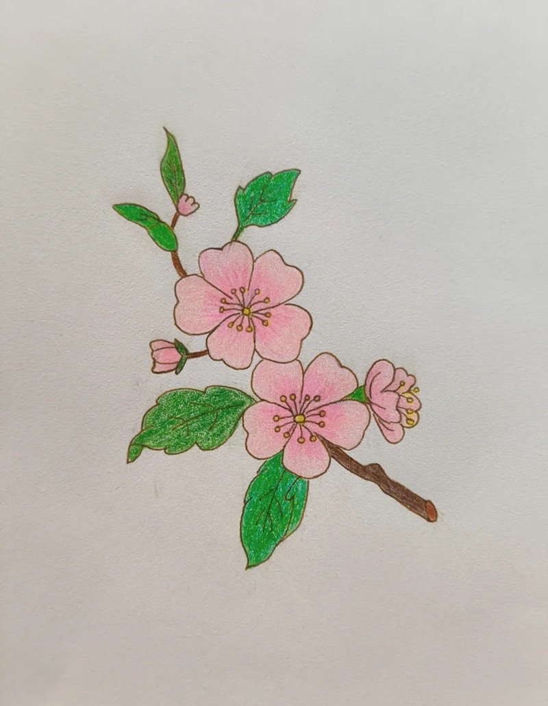 vẽ hoa đào 23