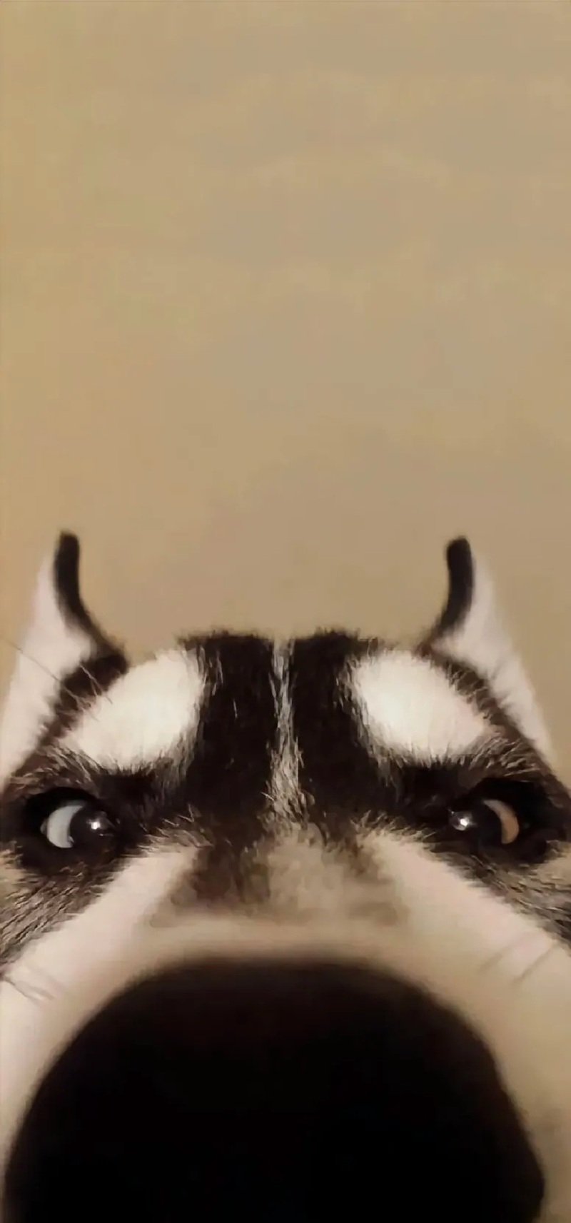 hình nền vô tri 39