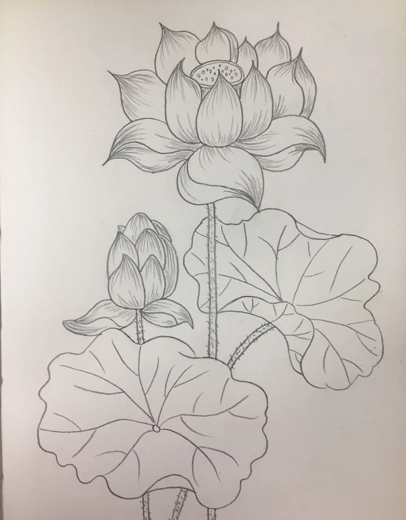 tranh vẽ hoa sen 30