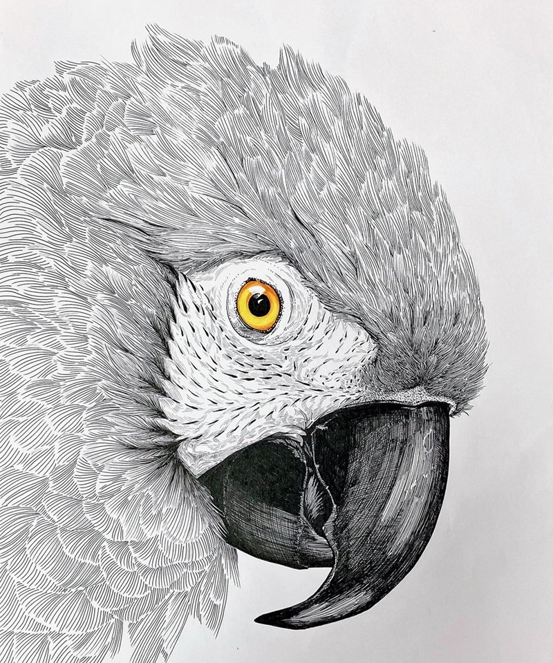 vẽ động vật hoang dã 12