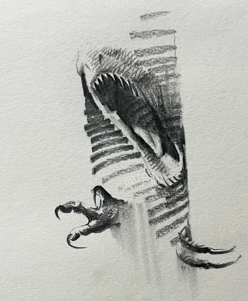 vẽ động vật hoang dã 24