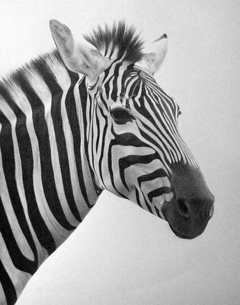 vẽ động vật hoang dã 31