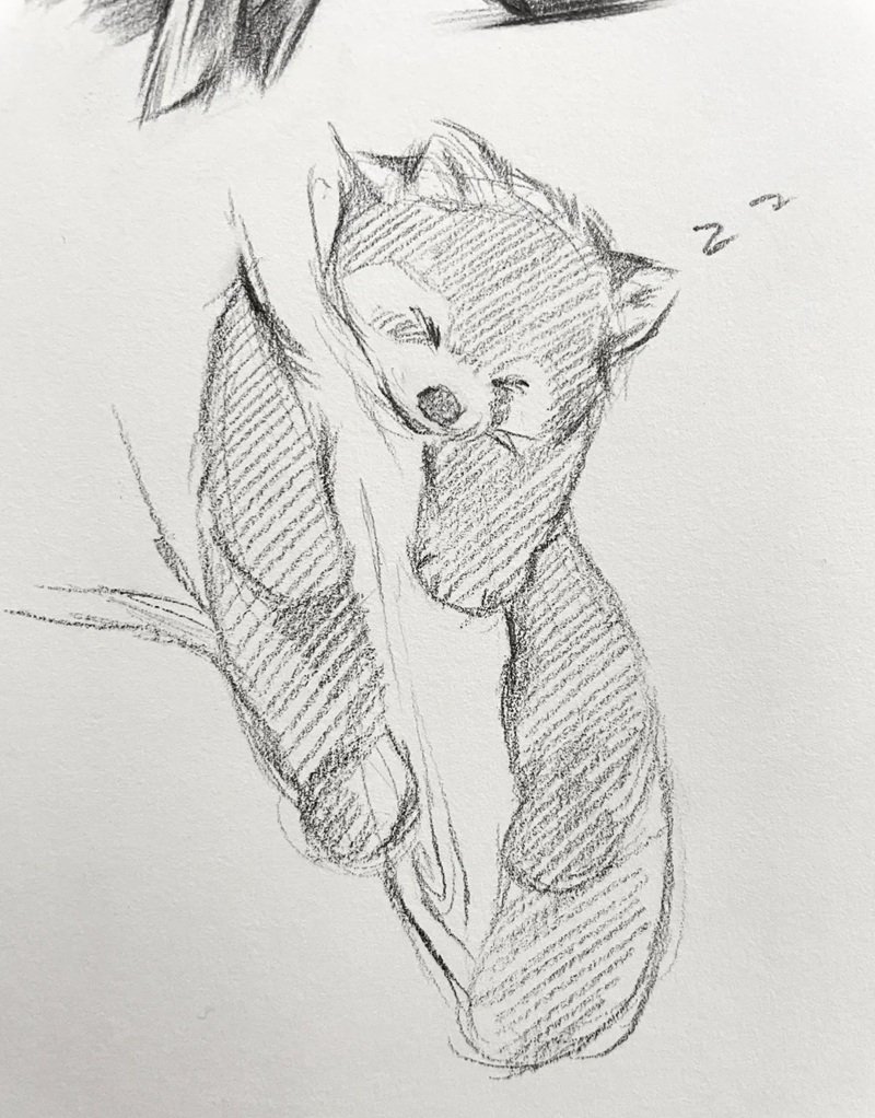 vẽ động vật hoang dã 35