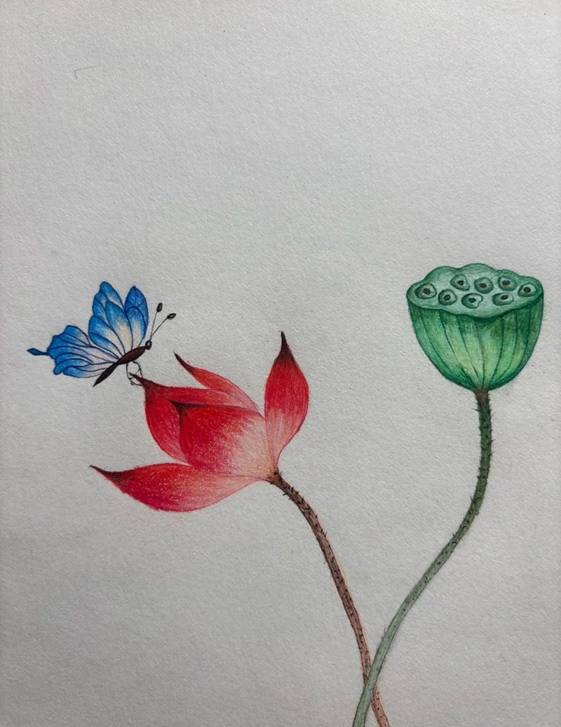 vẽ hoa sen đơn giản 13