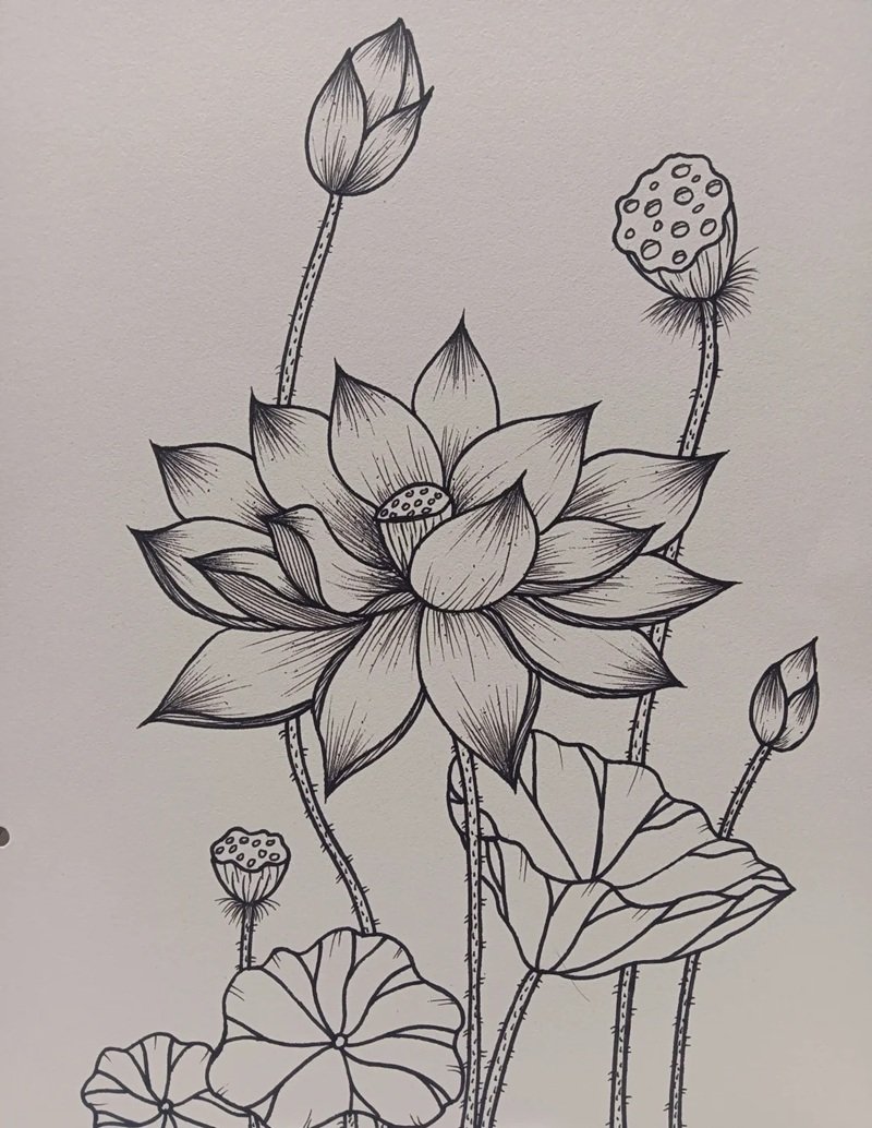 vẽ hoa sen đơn giản 14