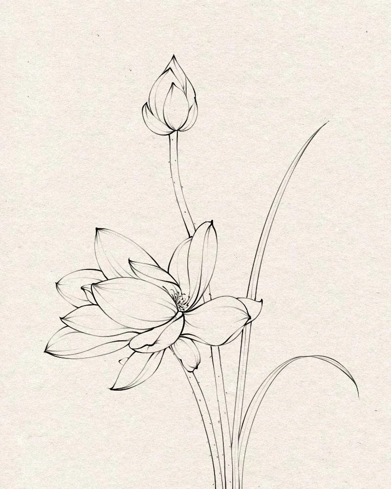 vẽ hoa sen đơn giản 17