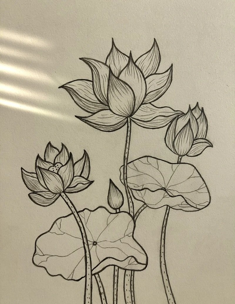 vẽ hoa sen đơn giản 2