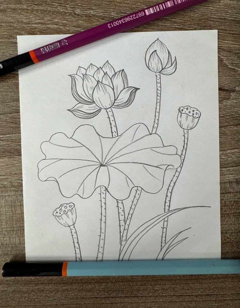 vẽ hoa sen đơn giản 20