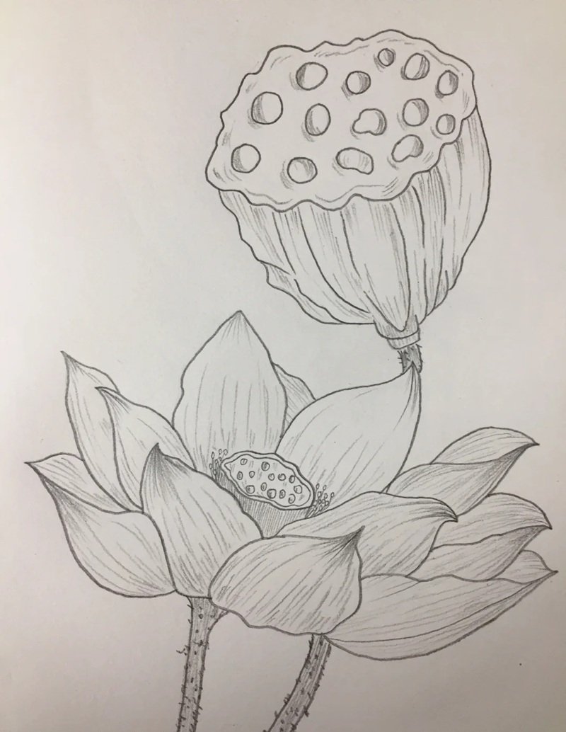 vẽ hoa sen đơn giản 21