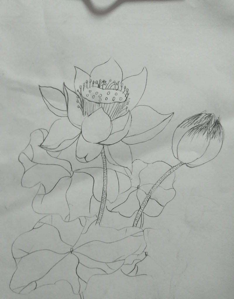 vẽ hoa sen đơn giản 29