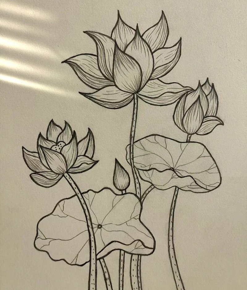 vẽ hoa sen đơn giản 30