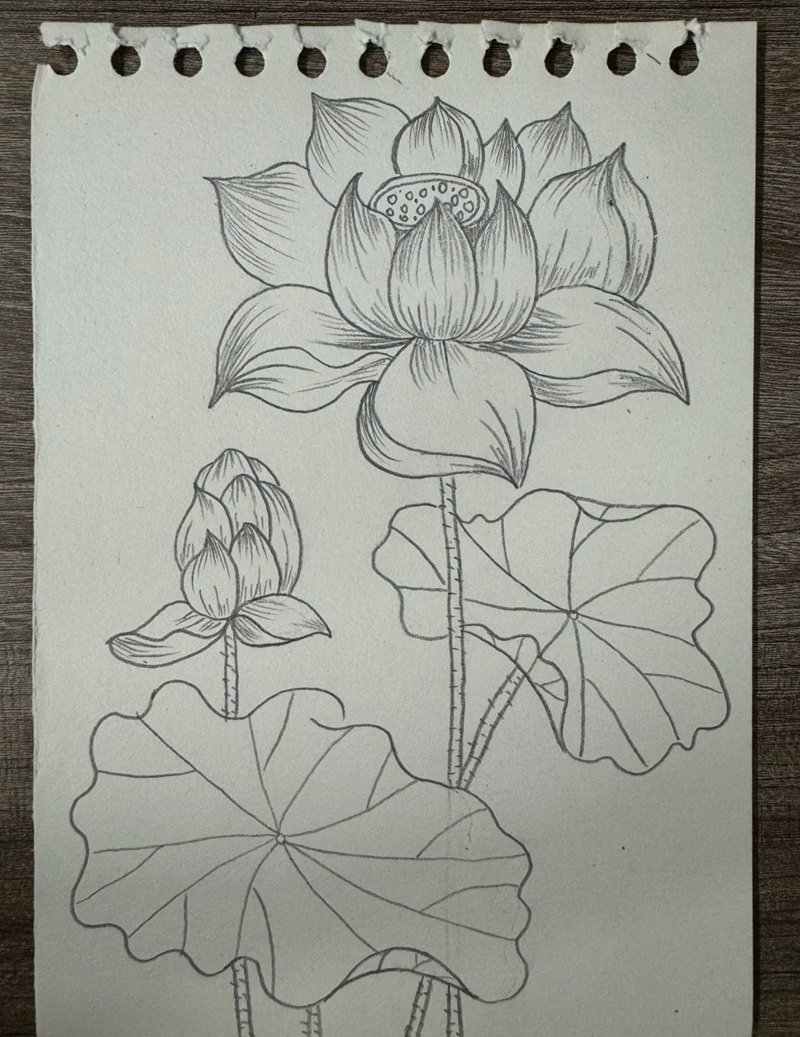 vẽ hoa sen đơn giản 32