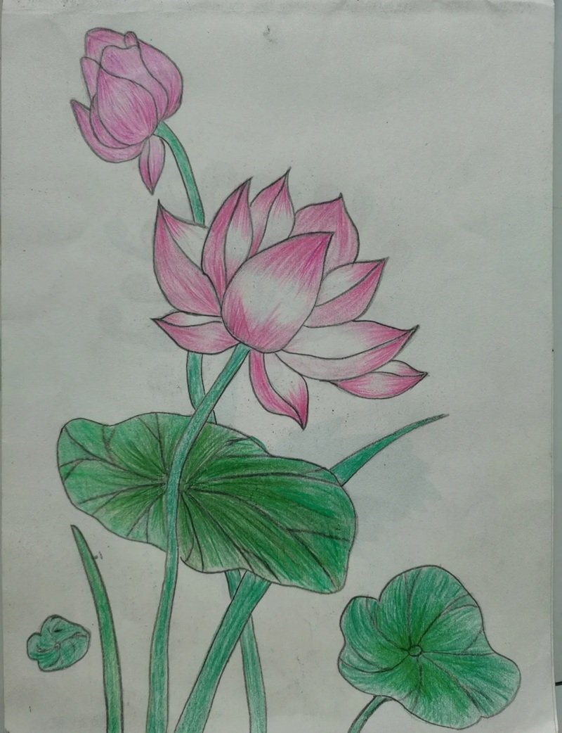 vẽ hoa sen đơn giản 4