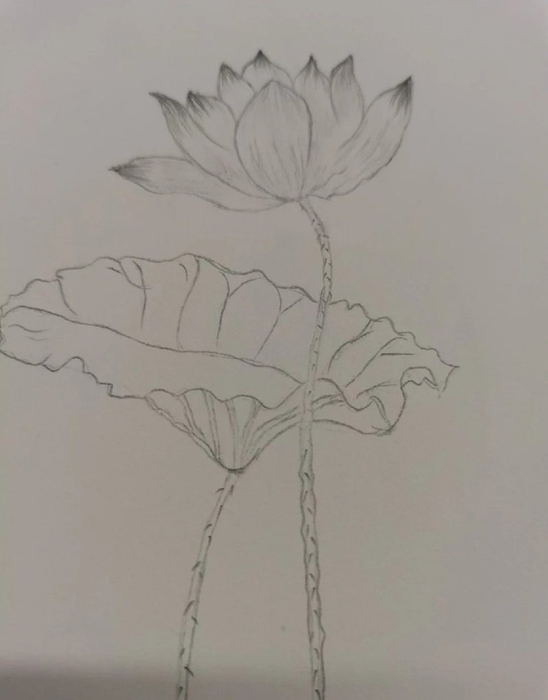 vẽ hoa sen đơn giản 8