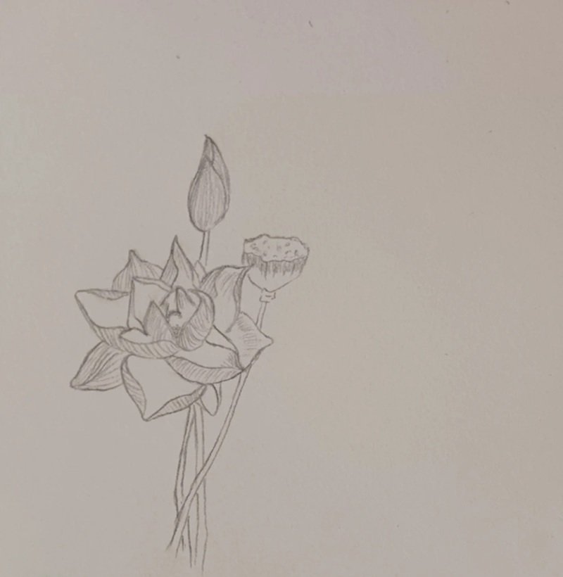 vẽ hoa sen đơn giản 9