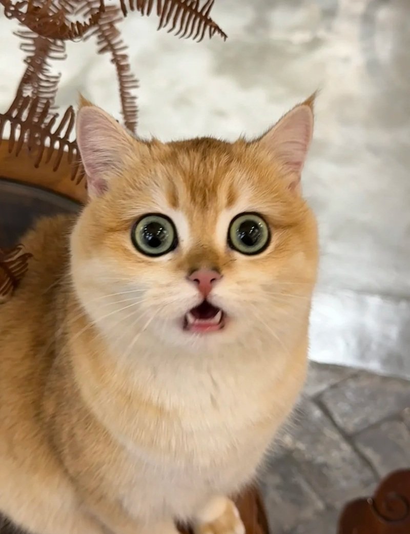 meme bất ngờ 22