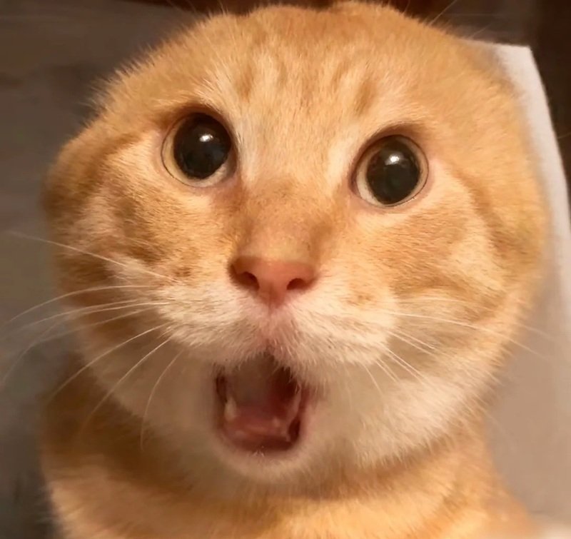 meme bất ngờ 9