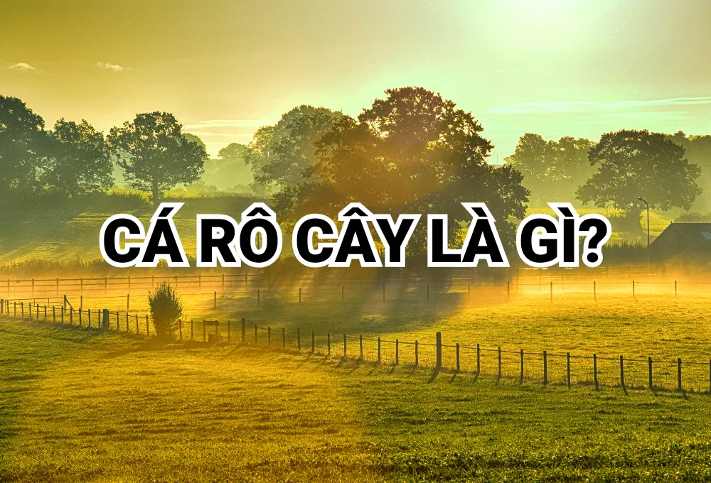 Cá Rô Cây Là Gì