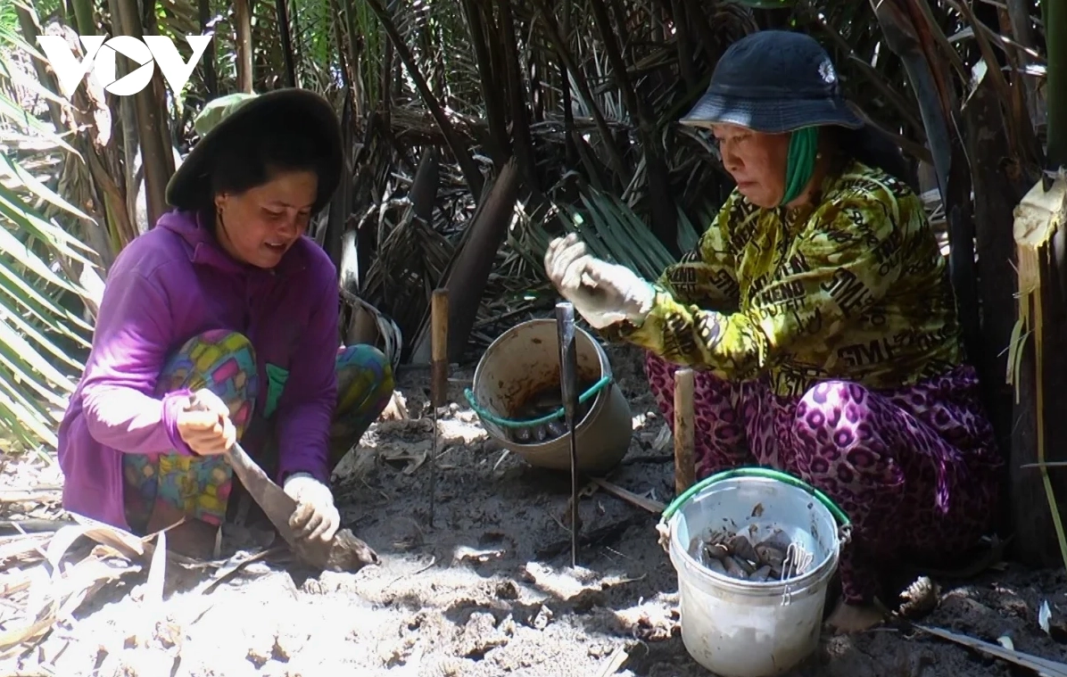 Người dân Đầm Dơi bắt chem chép dưới tán rừng ngập mặn